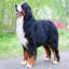 Berner Sennenhund