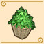 Potted Plant