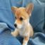 Welsh Corgi