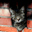 Cat Stuck in a Fireplace
