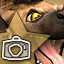 Hyena Photographer