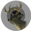 Canadian whitetail trophy