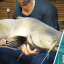 That Fat Cat