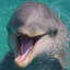 The Dolphin