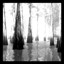 Cypress Swamp