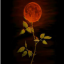 Moon Rose