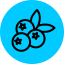 Blueberry