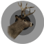 Blacktail deer trophy