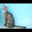 Egyptian Mau