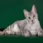 Egyptian Mau