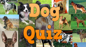 dog breeds quiz google play achievements