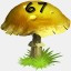 Mushrooms Collected 67