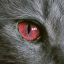 Meow from Hell