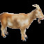 Goat