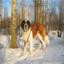 St. Bernard