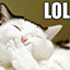 Lol Cat