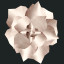 White rose