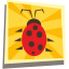 ladybug