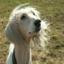 Afghan hound