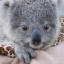 The Koala