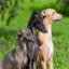 Italian Greyhound