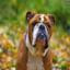 English Bulldog