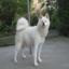 Akita-inu