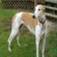 Greyhound