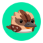 Kookaburra