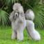 Poodle