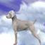 Weimaraner